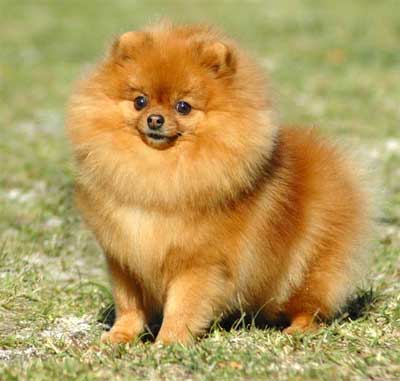 Detail Anjing Pomeranian Hitam Coklat Nomer 11