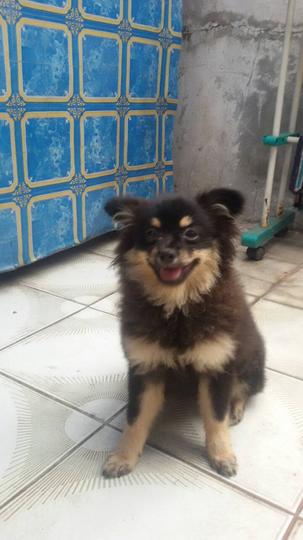 Detail Anjing Pomeranian Hitam Coklat Nomer 3