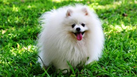 Detail Anjing Pomeranian Hitam Coklat Nomer 19