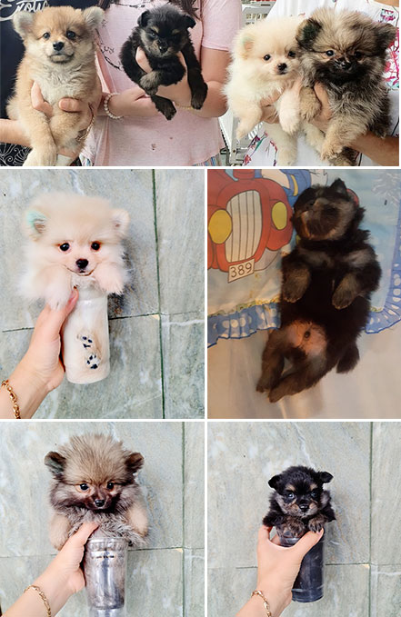 Detail Anjing Pomeranian Hitam Coklat Nomer 20