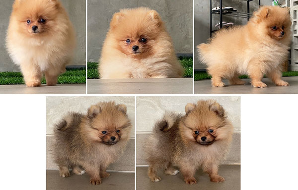 Detail Anjing Pomeranian Hitam Coklat Nomer 38