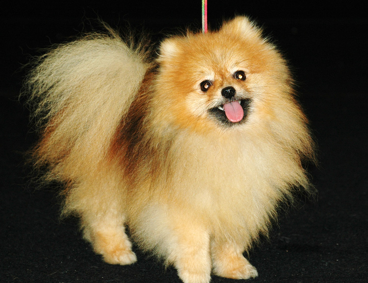 Detail Anjing Pomeranian Hitam Coklat Nomer 40