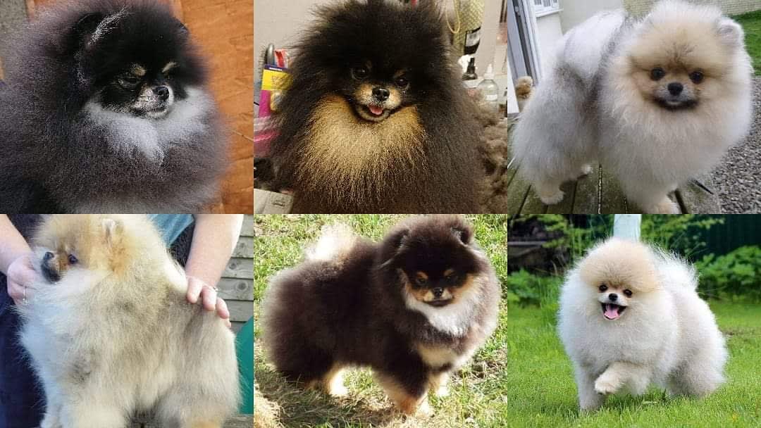 Detail Anjing Pomeranian Hitam Coklat Nomer 42