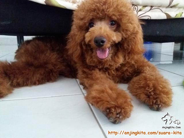 Detail Anjing Poodle Mini Nomer 35