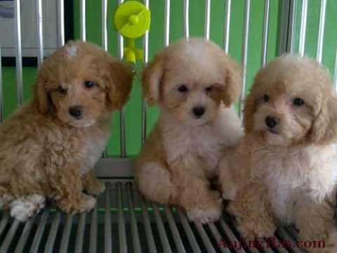 Detail Anjing Poodle Mini Nomer 43