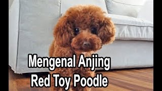 Detail Anjing Poodle Mini Nomer 53