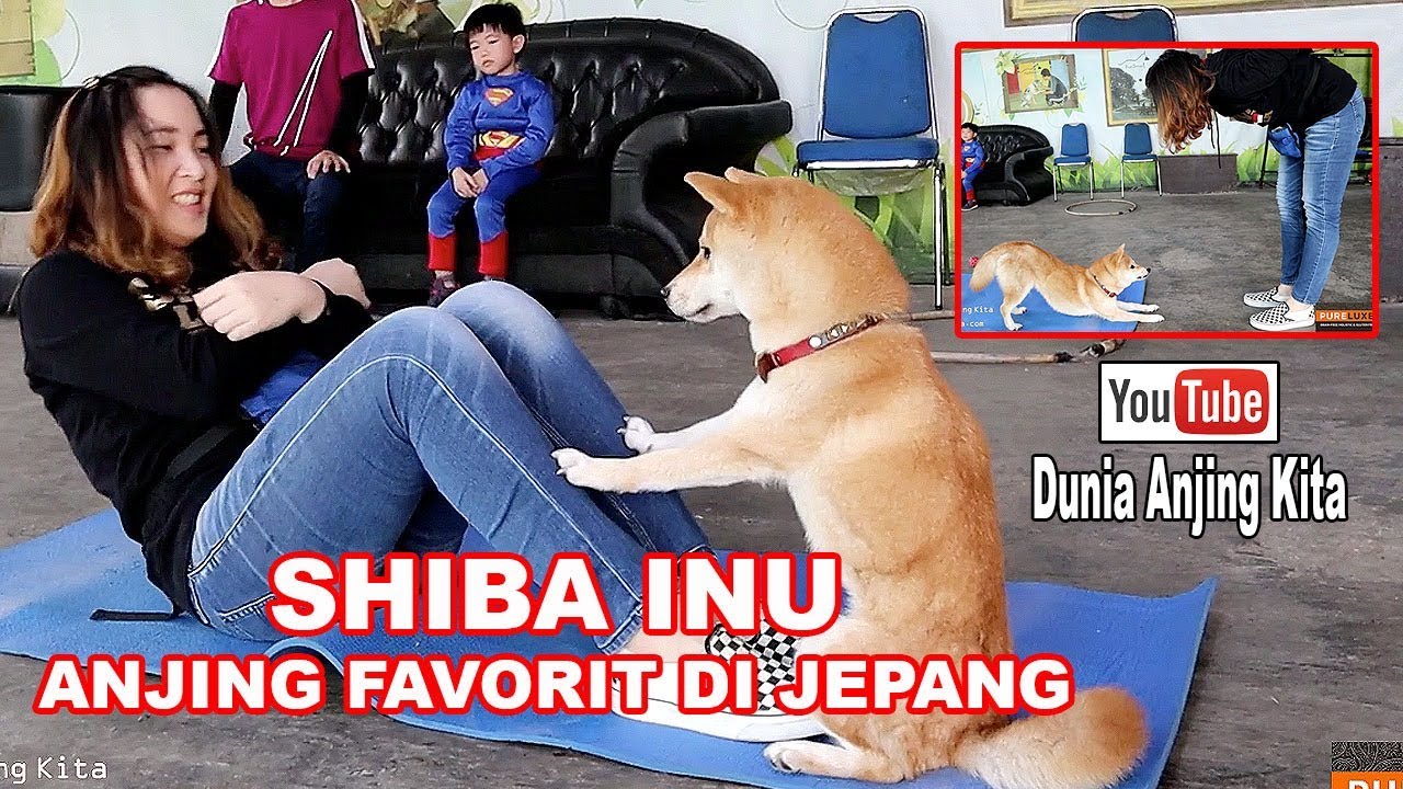 Detail Anjing Shiba Inu Nomer 26