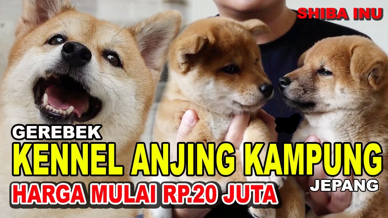 Detail Anjing Shiba Inu Nomer 50