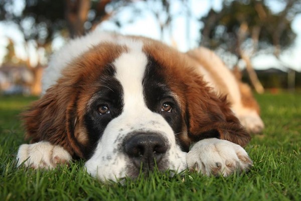 Detail Anjing St Bernard Nomer 14