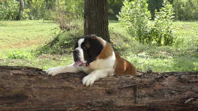 Detail Anjing St Bernard Nomer 9