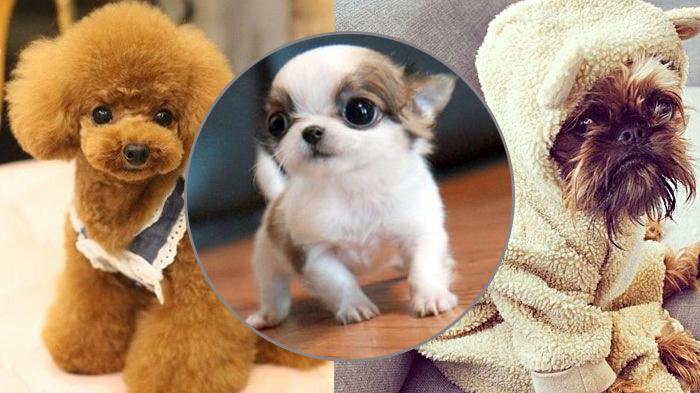 Detail Anjing Terkecil Dan Lucu Nomer 2