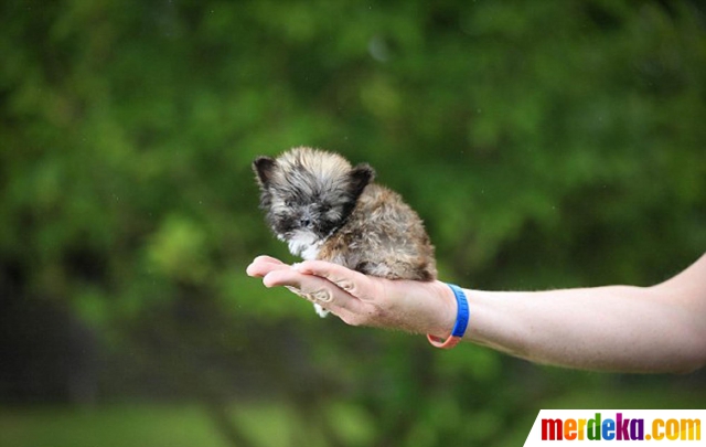 Detail Anjing Terkecil Dan Lucu Nomer 35