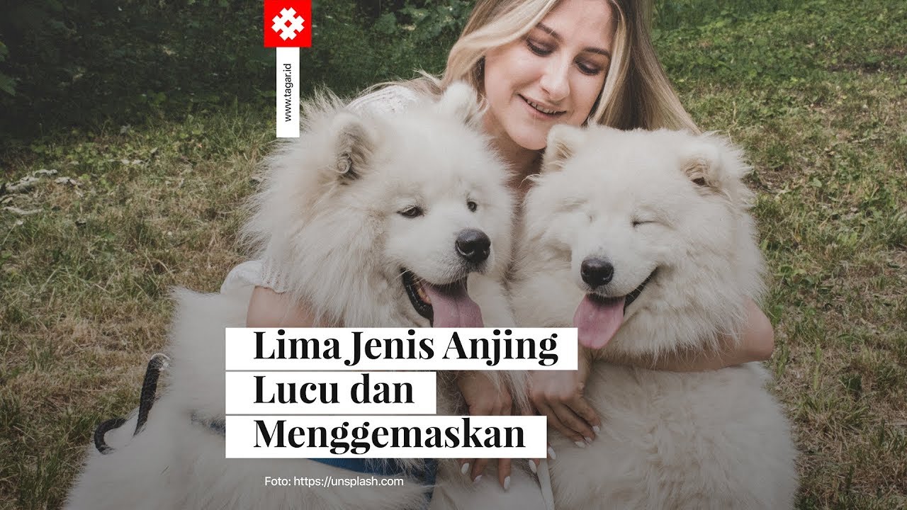 Detail Anjing Terkecil Dan Lucu Nomer 41