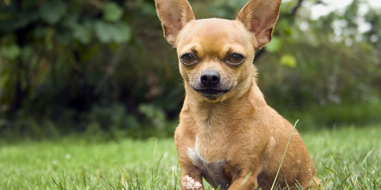 Download Anjing Terkecil Dan Lucu Nomer 43