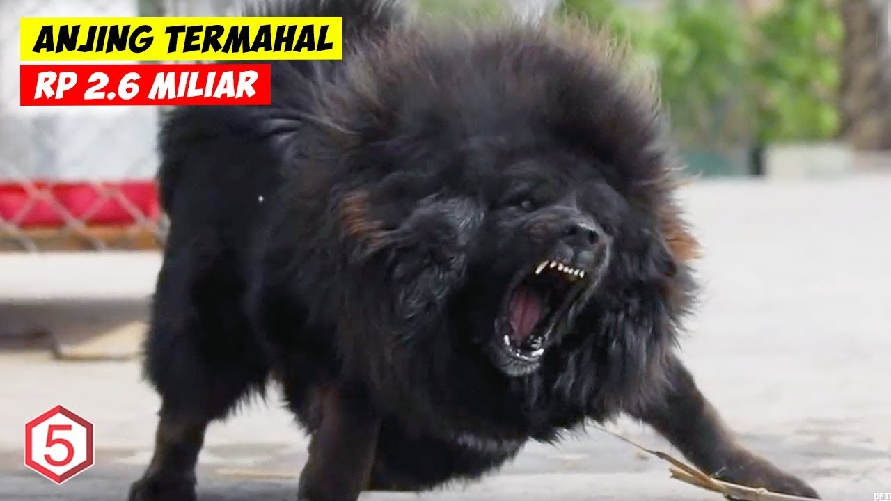 Detail Anjing Terlucu Di Dunia Nomer 52