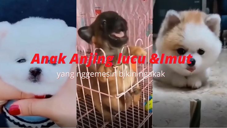 Detail Anjing Terlucu Di Dunia Nomer 53