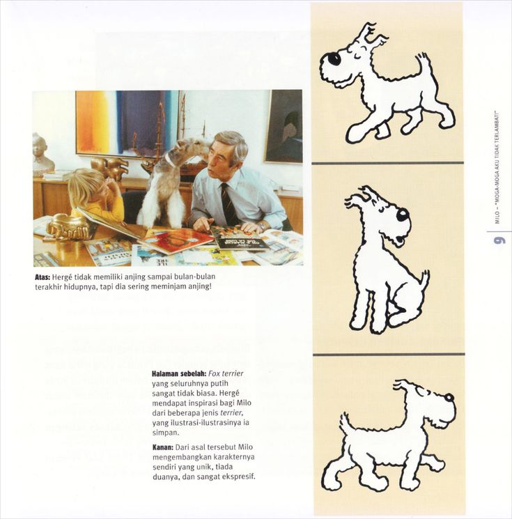 Detail Anjing Tintin Jenis Apa Nomer 34