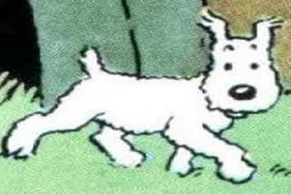 Detail Anjing Tintin Jenis Apa Nomer 43
