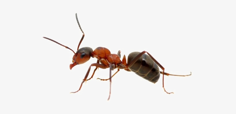 Detail Ant Images Free Download Nomer 15