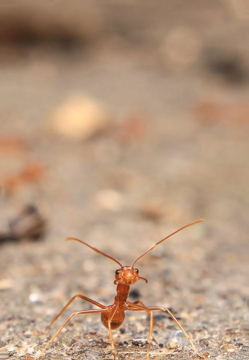 Detail Ant Images Free Download Nomer 16