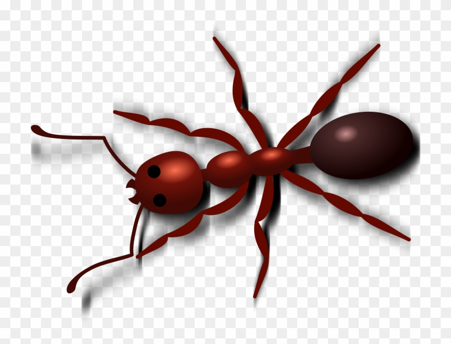 Detail Ant Images Free Download Nomer 22