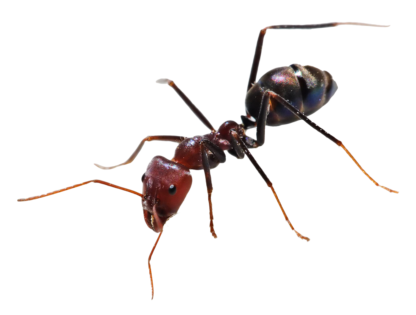 Detail Ant Images Free Download Nomer 34