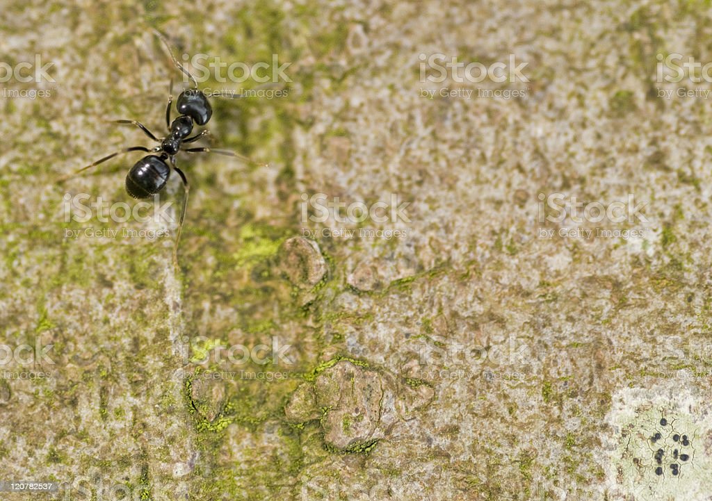 Detail Ant Images Free Download Nomer 38