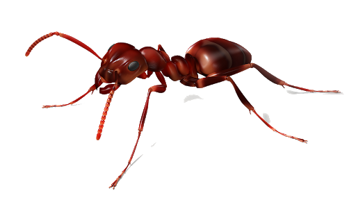 Detail Ant Images Free Download Nomer 40