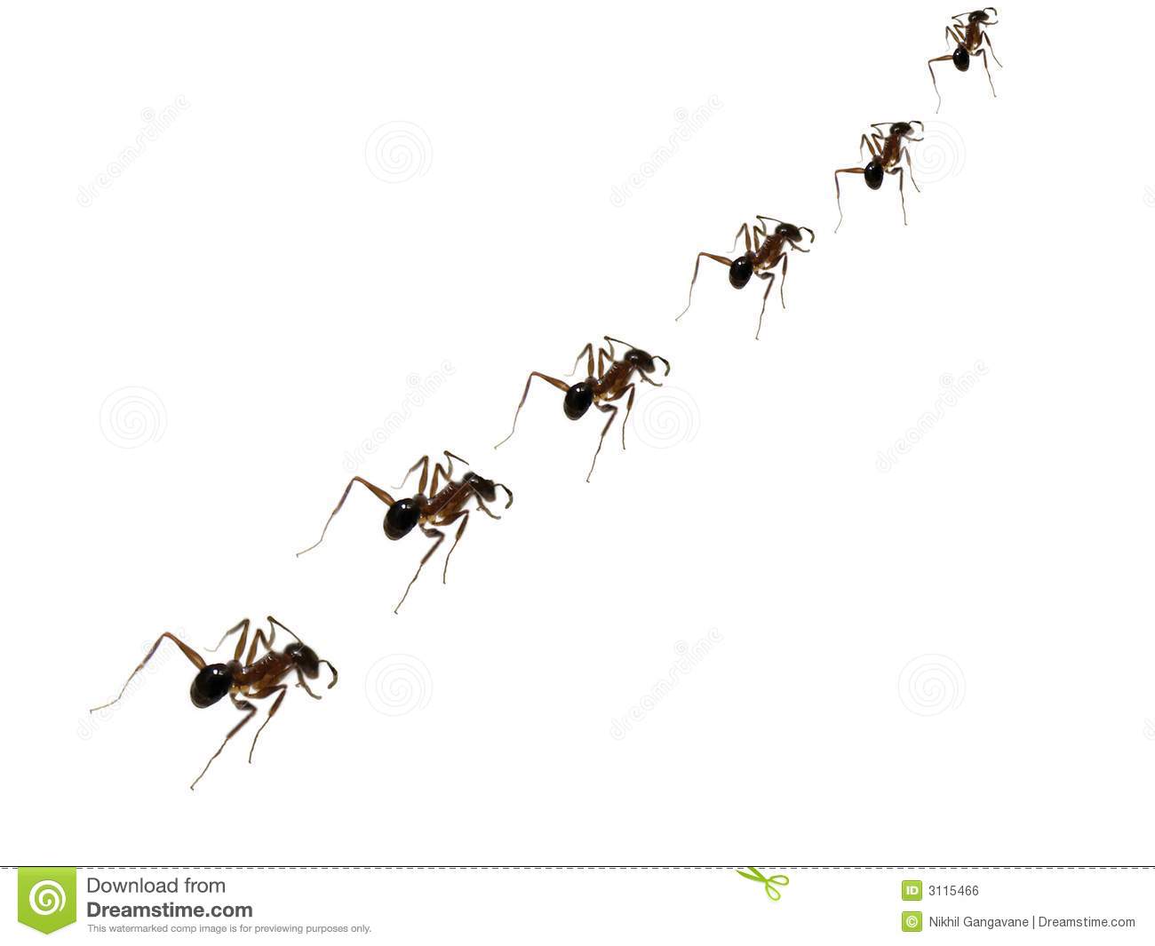 Detail Ant Images Free Download Nomer 10