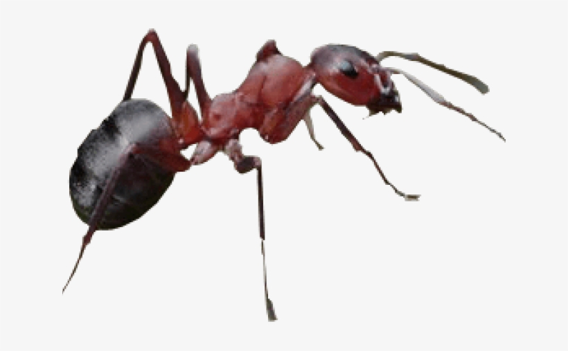 Ant No Background - KibrisPDR