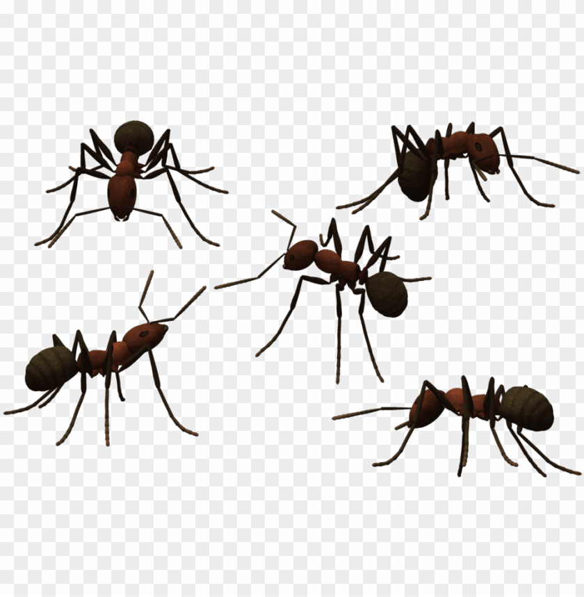 Detail Ant No Background Nomer 2