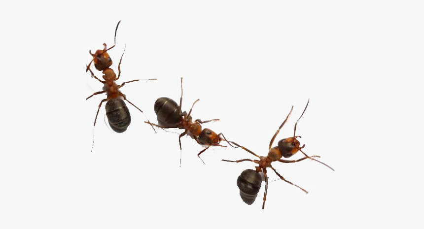 Detail Ant No Background Nomer 13