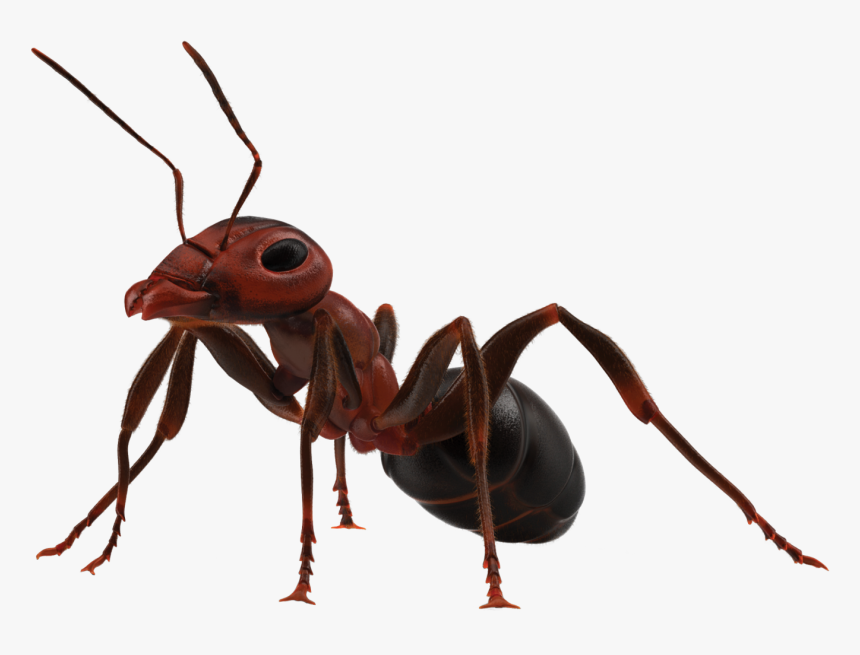 Detail Ant No Background Nomer 17