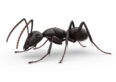 Detail Ant No Background Nomer 21