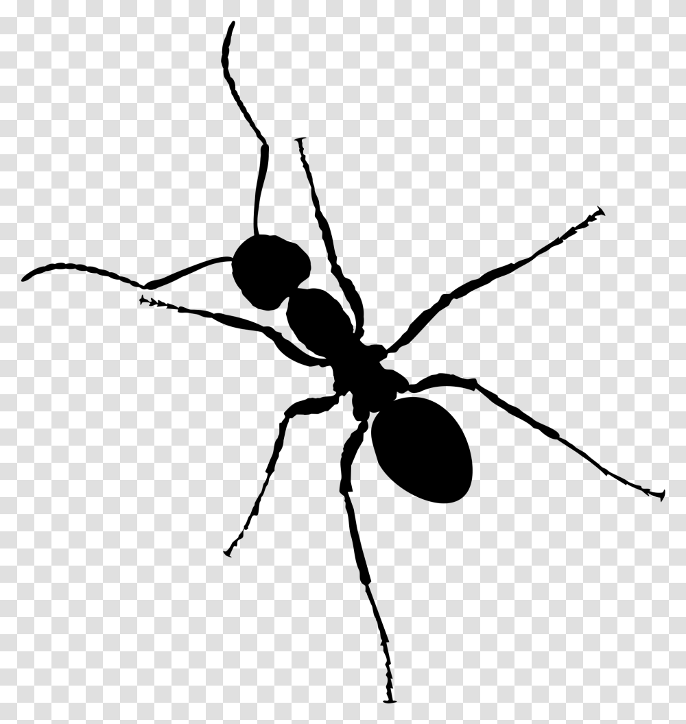 Detail Ant No Background Nomer 23
