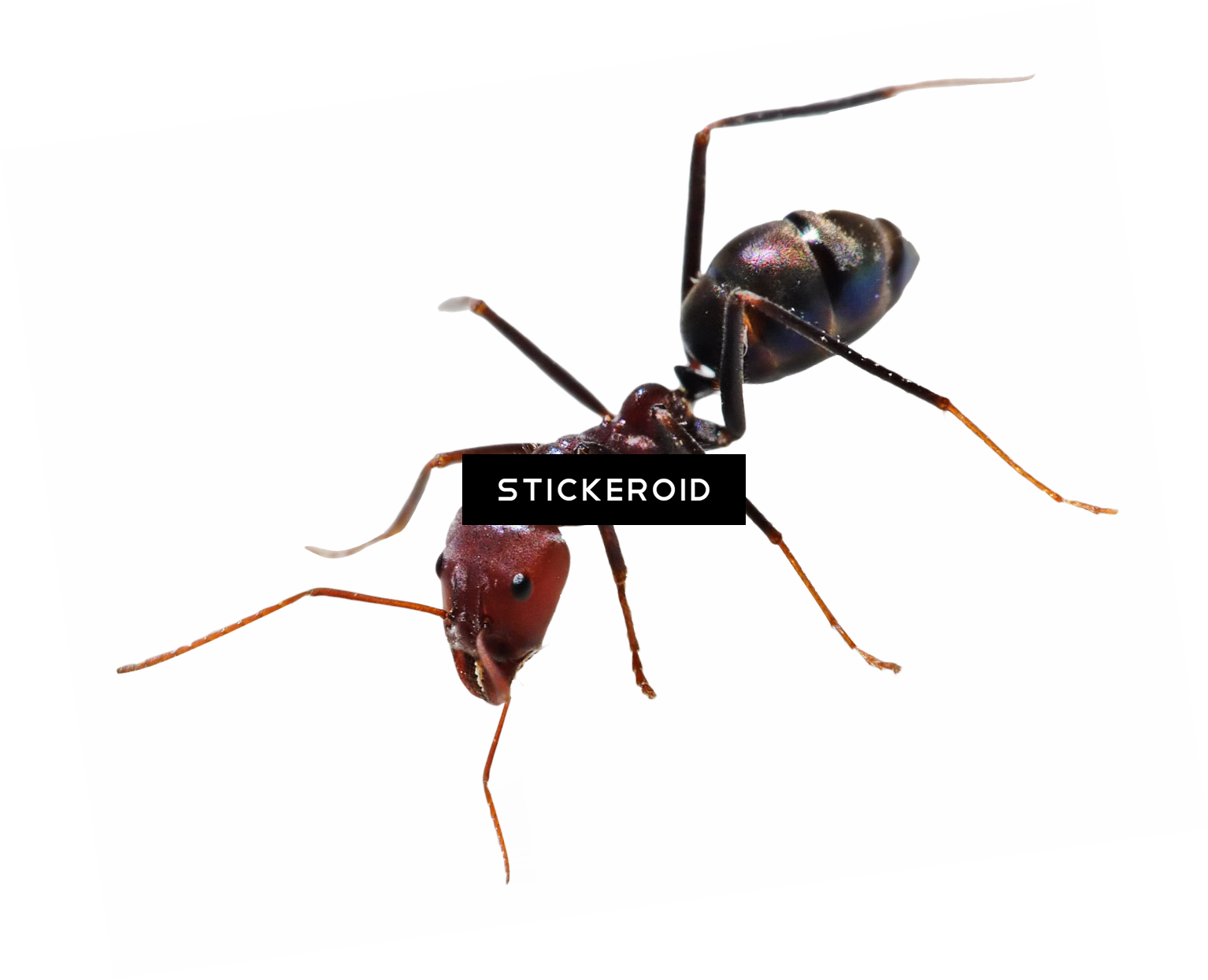 Detail Ant No Background Nomer 27
