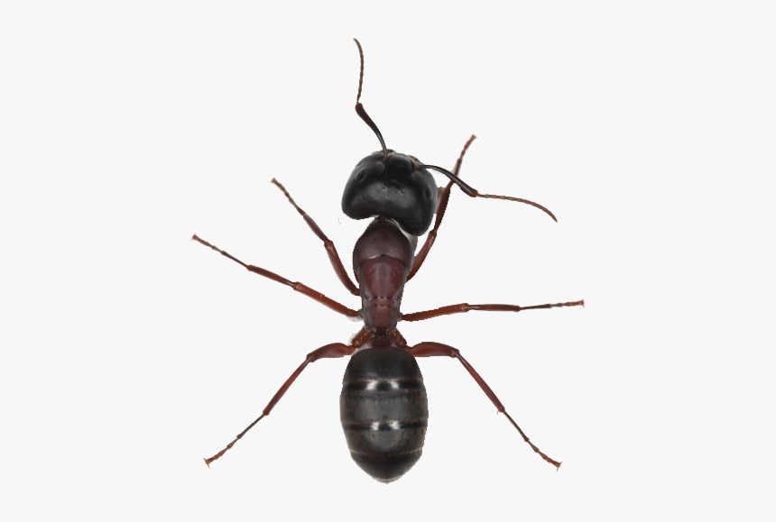 Detail Ant No Background Nomer 7
