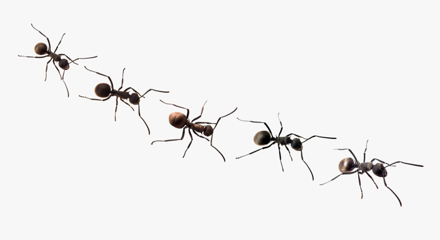 Detail Ant No Background Nomer 8