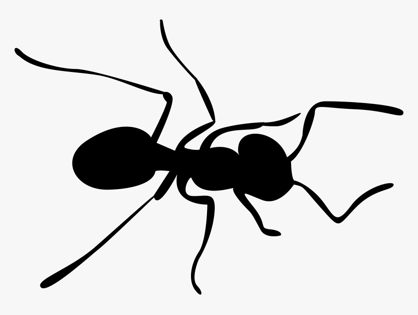 Detail Ant Transparent Background Nomer 22