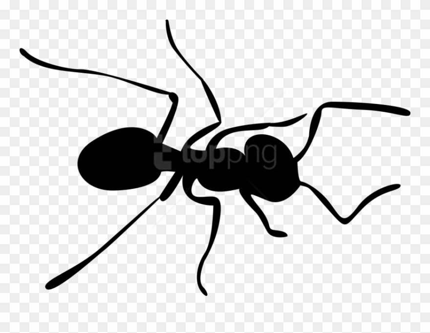 Detail Ant Transparent Background Nomer 27