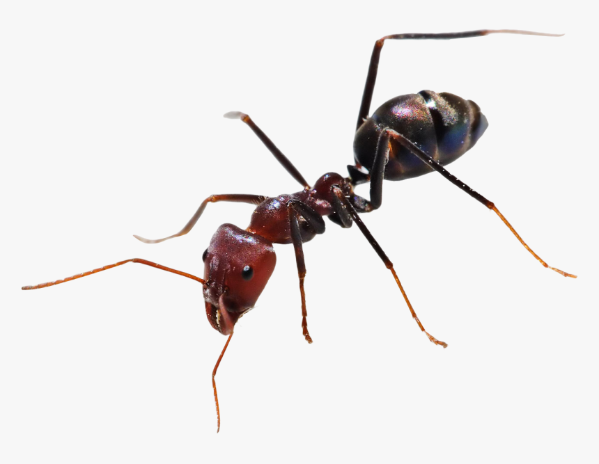 Detail Ant Transparent Background Nomer 3