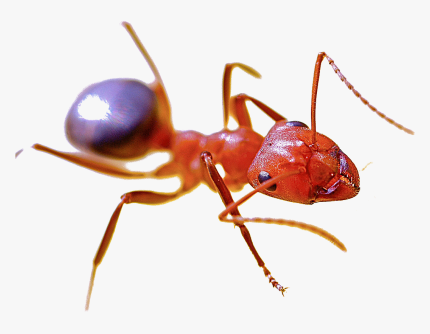 Detail Ant Transparent Background Nomer 30