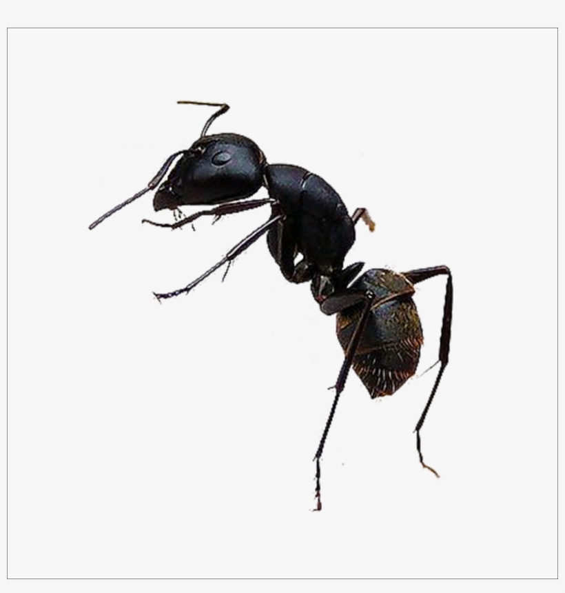 Detail Ant Transparent Background Nomer 34