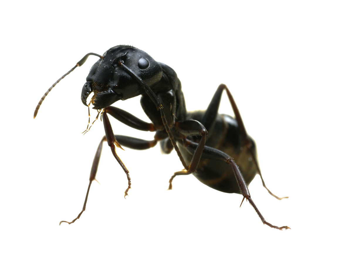 Detail Ant Transparent Background Nomer 43