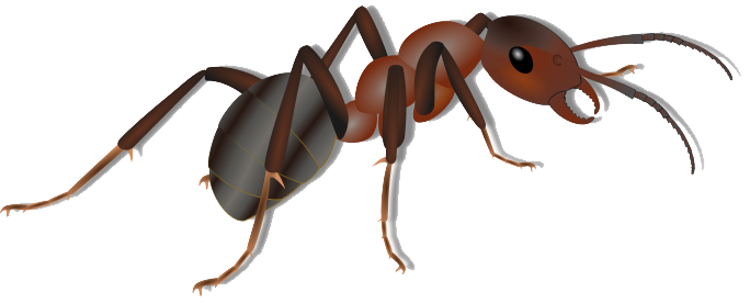 Detail Ant Transparent Background Nomer 49