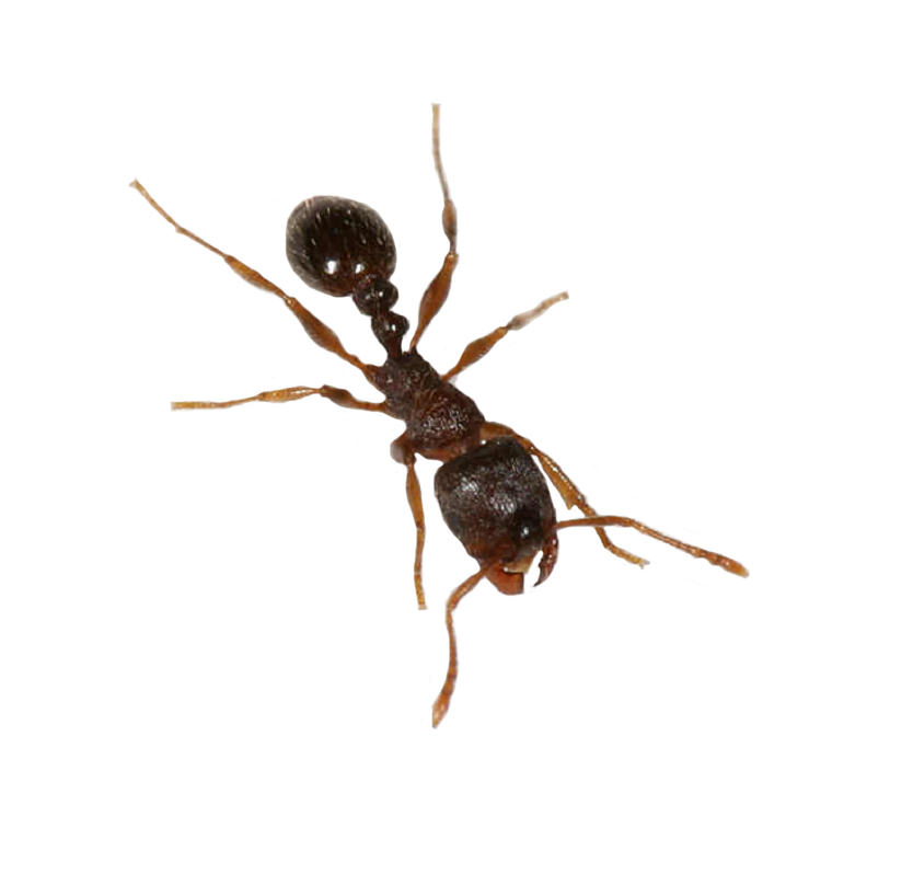 Detail Ant Transparent Background Nomer 51