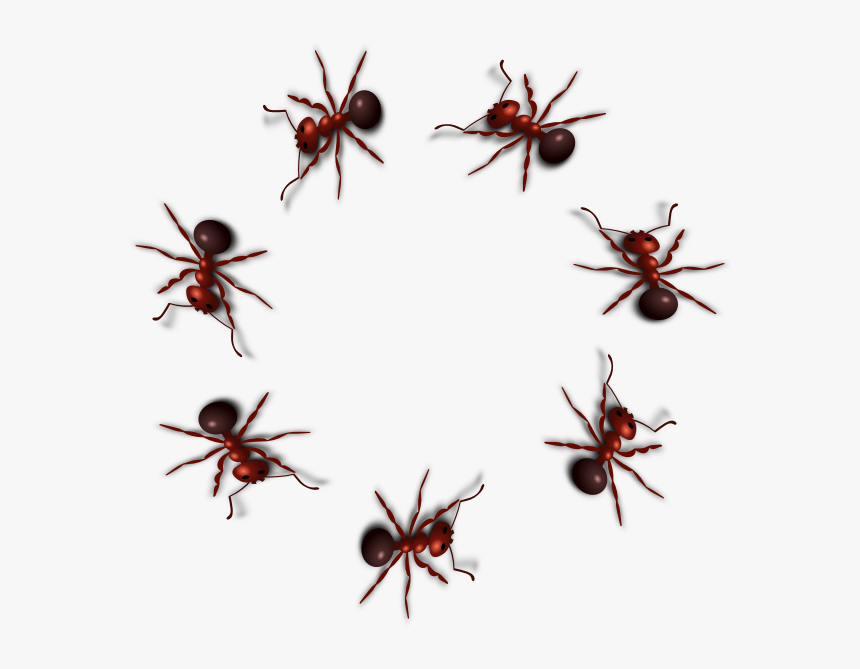 Detail Ant Transparent Background Nomer 52