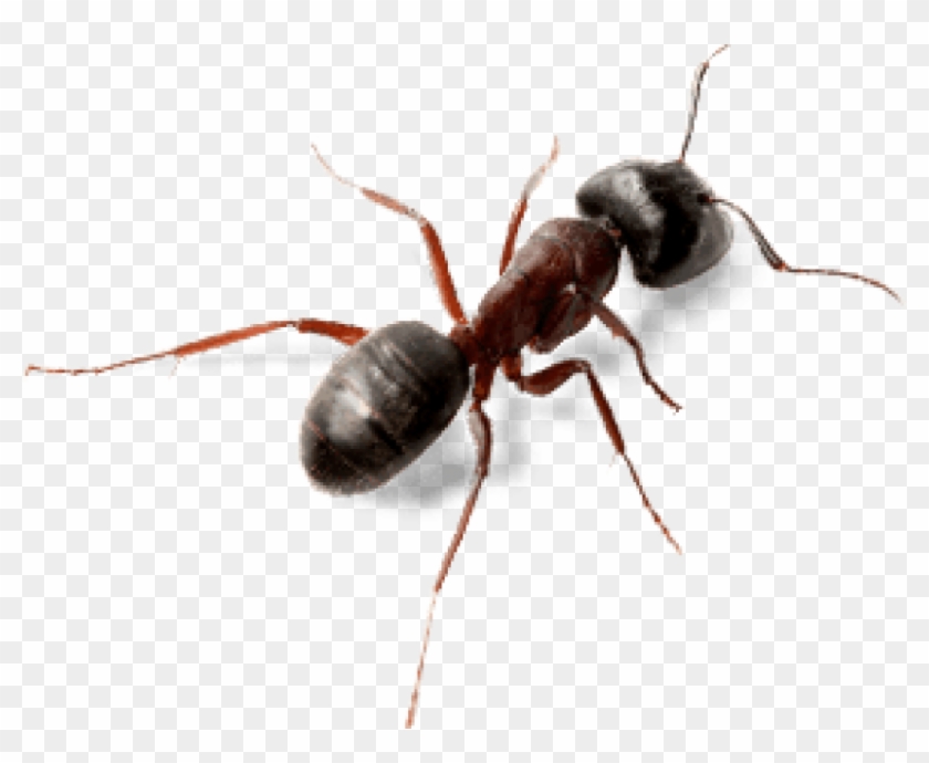 Detail Ant Transparent Background Nomer 6