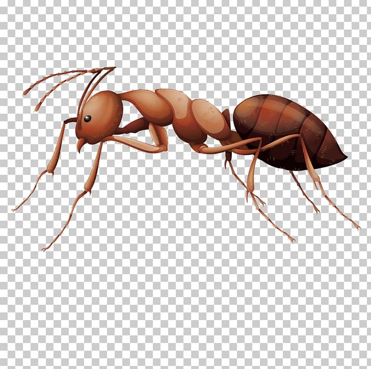 Detail Ant Vector Png Nomer 22