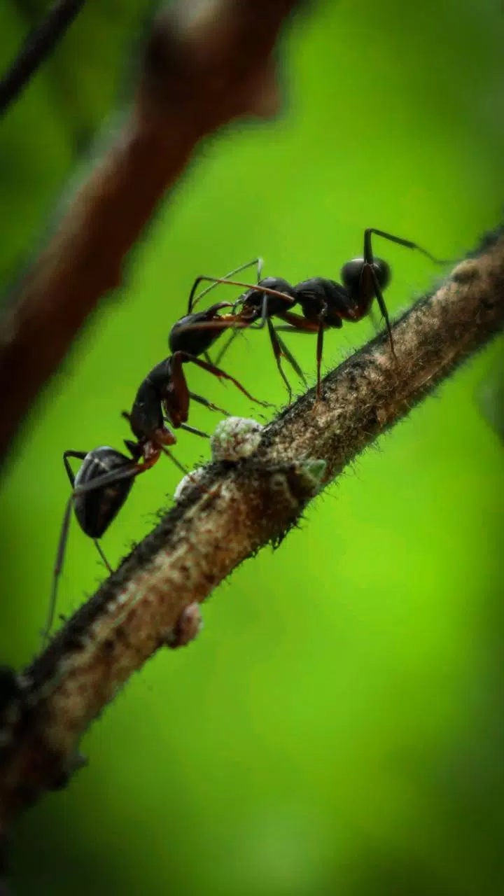 Detail Ant Wallpaper Nomer 45